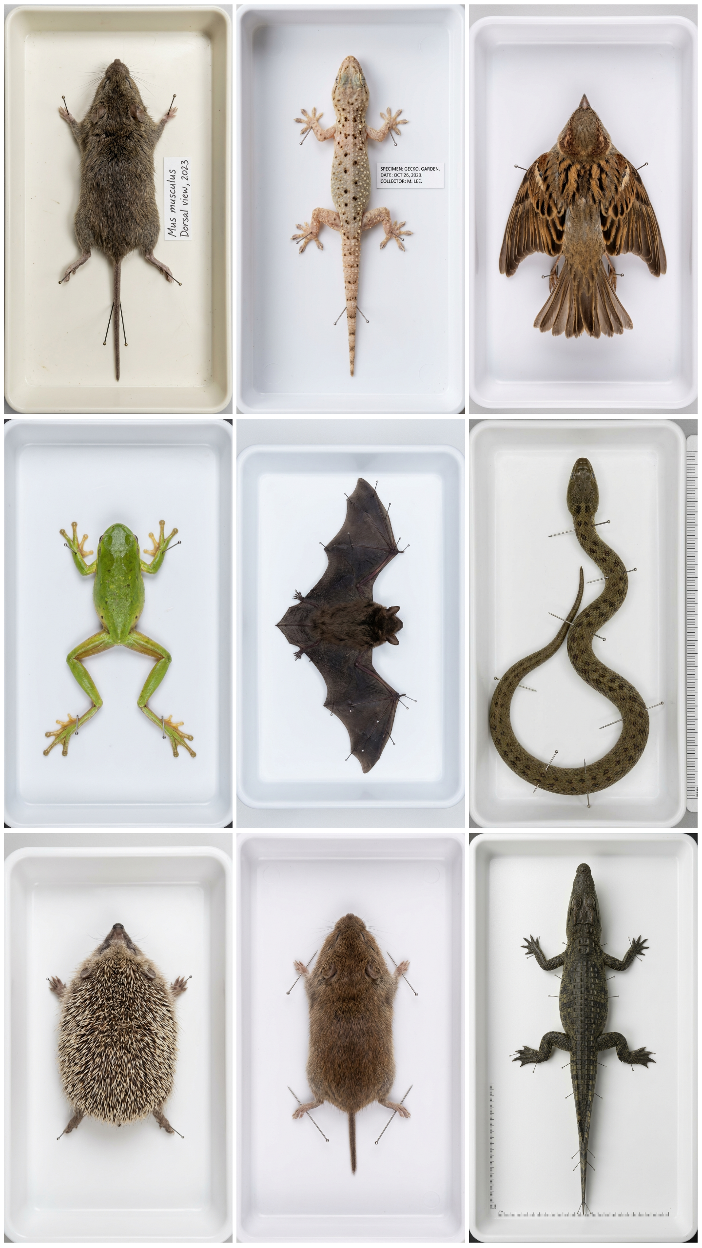 CREATE DECOMPOSITION TIME-LAPSE VIDEOS 